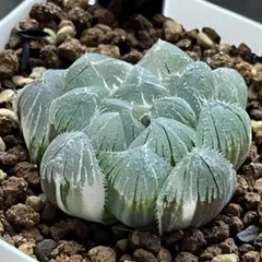 珍しいハオ楽園 緑炎錦 糊斑 H2319 超美株 親株 - メルカリ