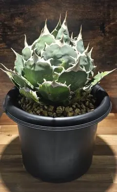 モ*チ様 チタノタ　ヨーロッパ　ノーネーム　まんまるボールタイプ 2025年最新】アガベ チタノタ ノーネームの人気アイテム - メルカリ