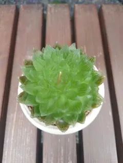 山野草（シラネアオイ科） 白花八重咲きシラネアオイ～妖精の舞） 種子