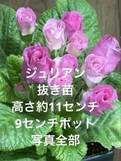 あずきょん様 リクエスト 2点 まとめ商品