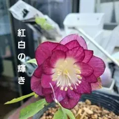 2026年最新】加藤農園さん苗の人気アイテム - メルカリ