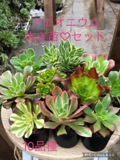 アエオニウム 10品種♡抜き苗セット⑥ アエオニウム 10品種♡抜き苗セット⑦ 多肉植物 アエオニウム