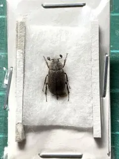 2026年最新】クワガタの人気アイテム - メルカリ