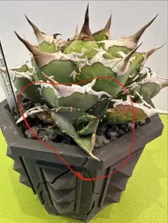 斑入り カンアオイ タマノカンアオイ 産千代の華(うぶちよのはな