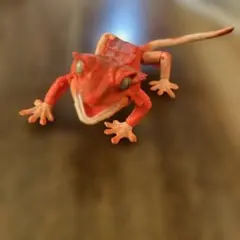 生き物大図鑑アドバン