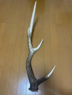 北海道　エゾシカ鹿の角 約75センチ