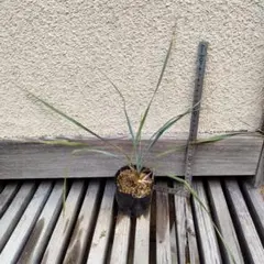 2026年最新】ユッカロストラータ種の人気アイテム - メルカリ