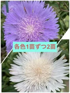 ストケシア　宿根草　紫と白1苗ずつ