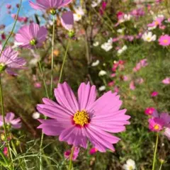【秋咲き】コスモス　タネ　大容量10g！　花の種