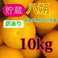高知産 約10kg 超大玉 土佐文旦 4Lサイズ 家庭用 北海道沖縄発送
