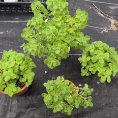 アロマティカス☆ 4鉢セット☆ 多肉植物 ☆鉢ごと