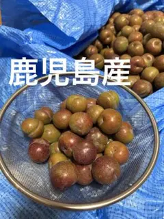 9 鹿児島県産すもも 2.5キロ - メルカリ