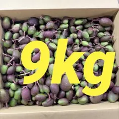 摘果マンゴー 11kg （10～55g） 摘果マンゴー 11kg - メルカリ