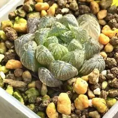 多肉植物 ハオルチア OB-1オブツーサ錦 鮮明錦 極上斑 - メルカリ