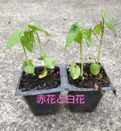 2026年最新】花苗の人気アイテム - メルカリ