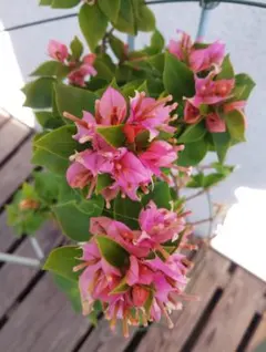 2025年最新】ブーゲンビリア 苗の人気アイテム - メルカリ