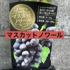 ⑧*ஐ艶々で光沢がある黒いシャインマスカット*ஐぶどう・苗木
