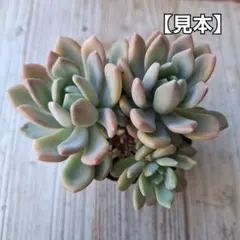 tomoco様 リクエスト 3点 まとめ商品