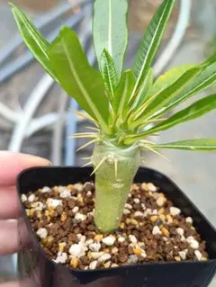 【メルカリ便】パキポディウム 実生株5種5株セット メルカリ便】パキポディウム 実生株5種5株セット