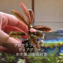 ブセファランドラ sp. ティアグリーン 水中葉 活着済み 溶岩石付きのサムネイル