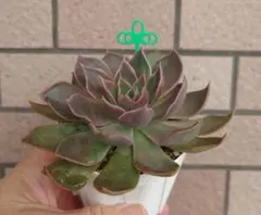 在庫4❣️シャビアナトリュフ❣️カット苗 ランダムエケベリア 寄せ