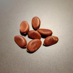 こんぴろファーム様 リクエスト 2点 まとめ商品