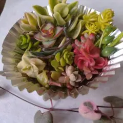 多肉植物　ちまちま寄せ植えセット