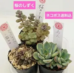 2025年最新】スプリングワンダー 銀天女の人気アイテム - メルカリ