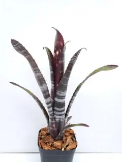 2025年最新】Billbergiaの人気アイテム - メルカリ