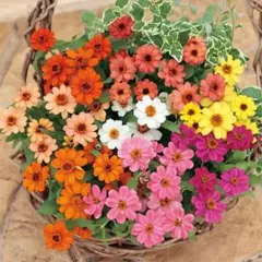 ジニア　プロフュージョン　ミックス　百日草　花の種