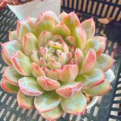 紅葉‼︎ 苔生す カット苗 おらいさん苗 ミックスベリア 多肉植物