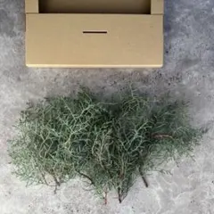 フレッシュ コニファーブルーアイスの切り枝