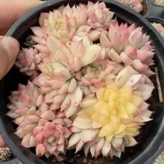 女雛錦   抜き苗  虫食いあり 多肉植物 女雛錦 抜き苗 - メルカリ