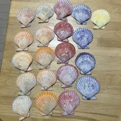 2025年最新】ヒオウギ貝 貝殻セットの人気アイテム - メルカリ