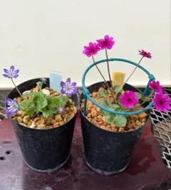 モラン様 リクエスト 2点 まとめ商品