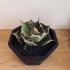 け*ま様 F12034★オークション販売★イラン産 アガベ モンタナ 極上株 現 け*ま様 F12034☆オークション販売☆イラン産 アガベ モンタナ