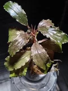 陰性水草【ブセファランドラ】Pink Variegata ピンクバリエガータ