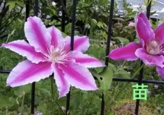 45 ✿ クレマチス 苗 ✿ - メルカリ