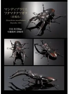 いきもの大図鑑アドバンス　マンディブラリスフタマタクワガタ赤褐色のサムネイル