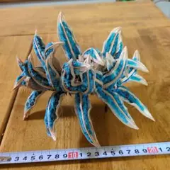 タビビトノキ