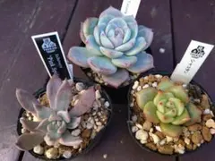 9苗セット！優木園・くまのすけ・kyota他　メルカリ便発送！ 2026年最新】優木園命名株の人気アイテム - メルカリ