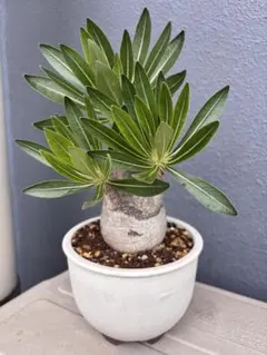 2025年最新】イノピナツム 現地球の人気アイテム - メルカリ