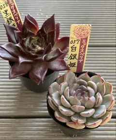 白銀姫　黒銀姫　札付き　おらいさんミックスベリア