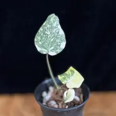 t*y様 オトメアオイ 大覆輪 裏紅 銘品 東州冠 寒葵 カンアオイ - メルカリ