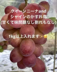 ⑥【訳あり予約】長野県産セブン約2kg【メルカリ便】シャイン