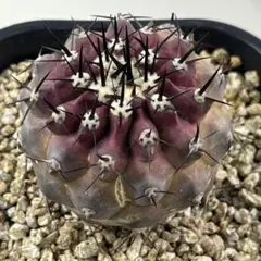 2026年最新】Copiapoaの人気アイテム - メルカリ