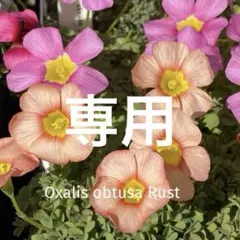 フウリン様 リクエスト 3点 まとめ商品