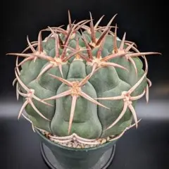 2025年最新】フェロシオールの人気アイテム - メルカリ