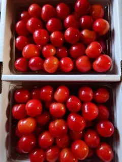 【激安!】さくらんぼ 紅秀峰 １㎏　管理No.15のサムネイル