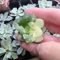 ①オーズプランツさん苗４点セット札付きポットごとメルカリ便バラ売り不可 ①オーズプランツさん苗4点セット札付きポットごとメルカリ便